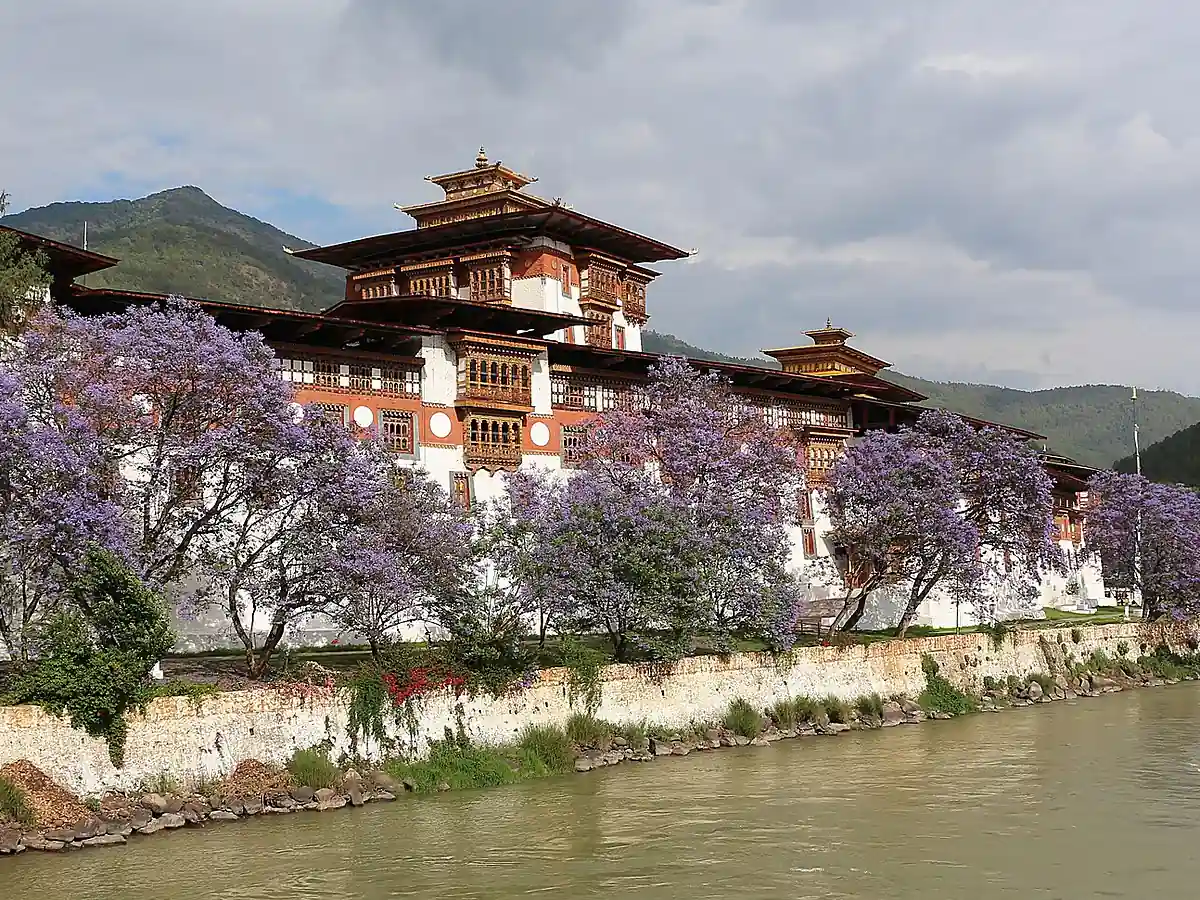 Punakha Dzong beside the river, framed by flowering jacaranda trees