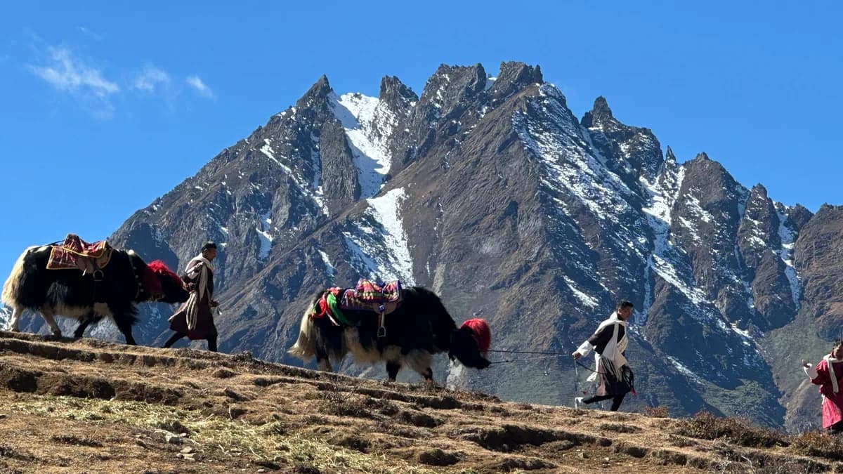 Two Bhutanese handlers leading saddled yaks along a high ridge below a snow-covered peak